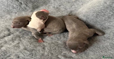 Whippet dogs Stunning Whippet puppies. - Advert 4