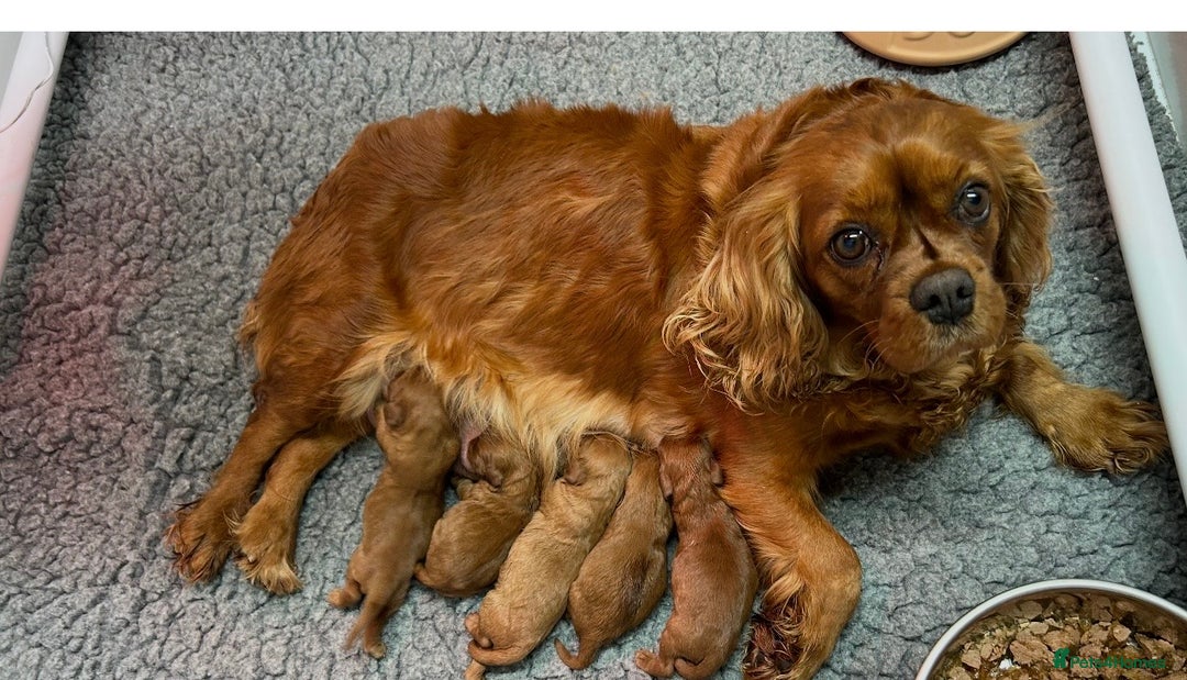 Cavalier King Charles Spaniel dogs for sale: Ruby cavalier King Charles 5*breeder - Advert 10