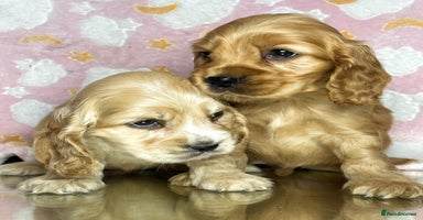 Cocker Spaniel dogs - Advert 12