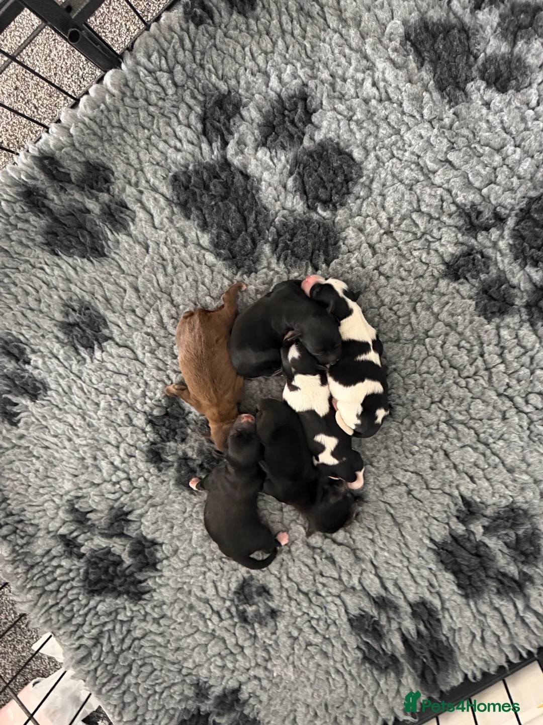 Miniature Schnauzer dogs for sale: 🐾 KC Registered Miniature Schnauzer Puppies - Advert 9