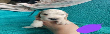 Cocker Spaniel 4