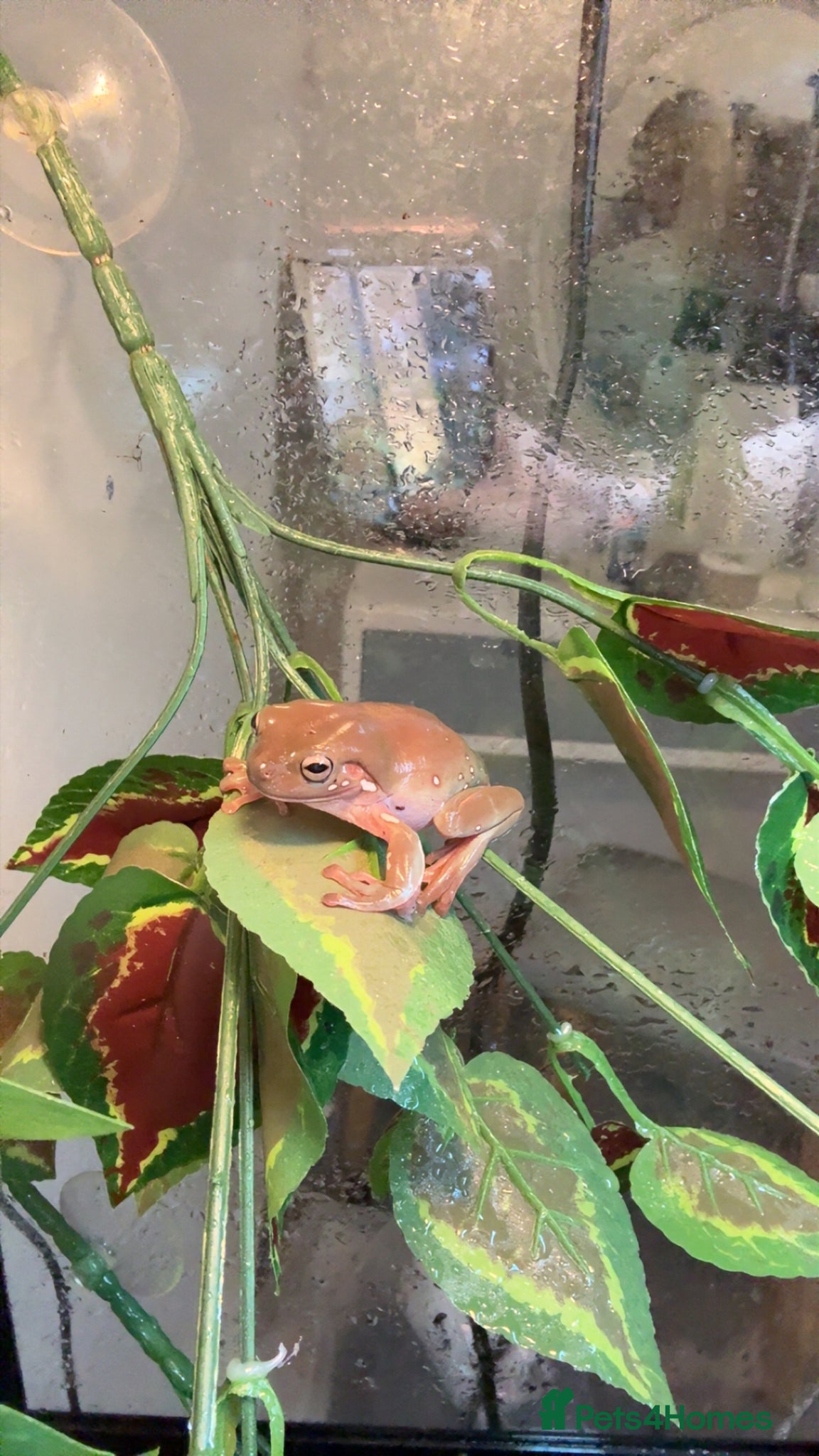 Frog reptiles Whites tree frog and full set up for sale  - Advert 1
