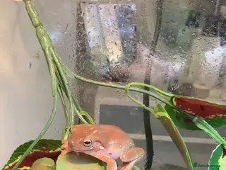 Frog reptiles Whites tree frog and full set up for sale - Advert 1