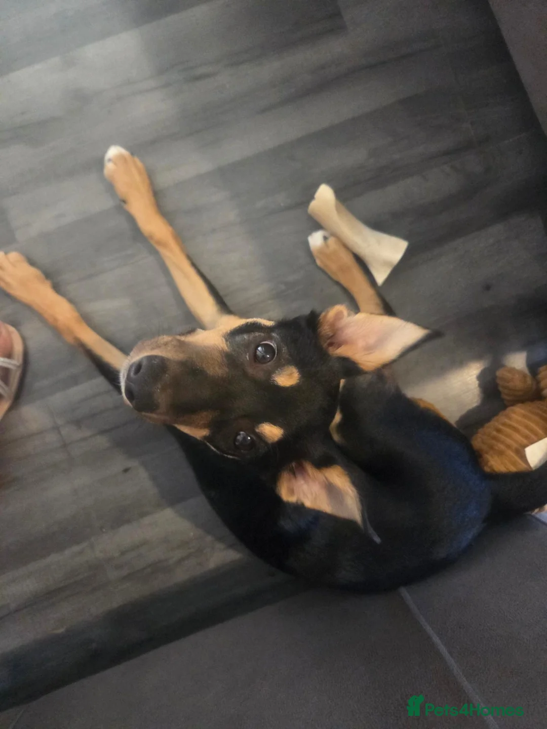 Mixed Breed dogs for sale:  7 month old crossbread  - Advert 1
