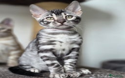 Bengal cats for sale: Gorgeous Silver and Charcoal Bengals  - Image 9