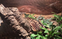 Python Snake reptiles for sale: Female specter royal python  - Image 4
