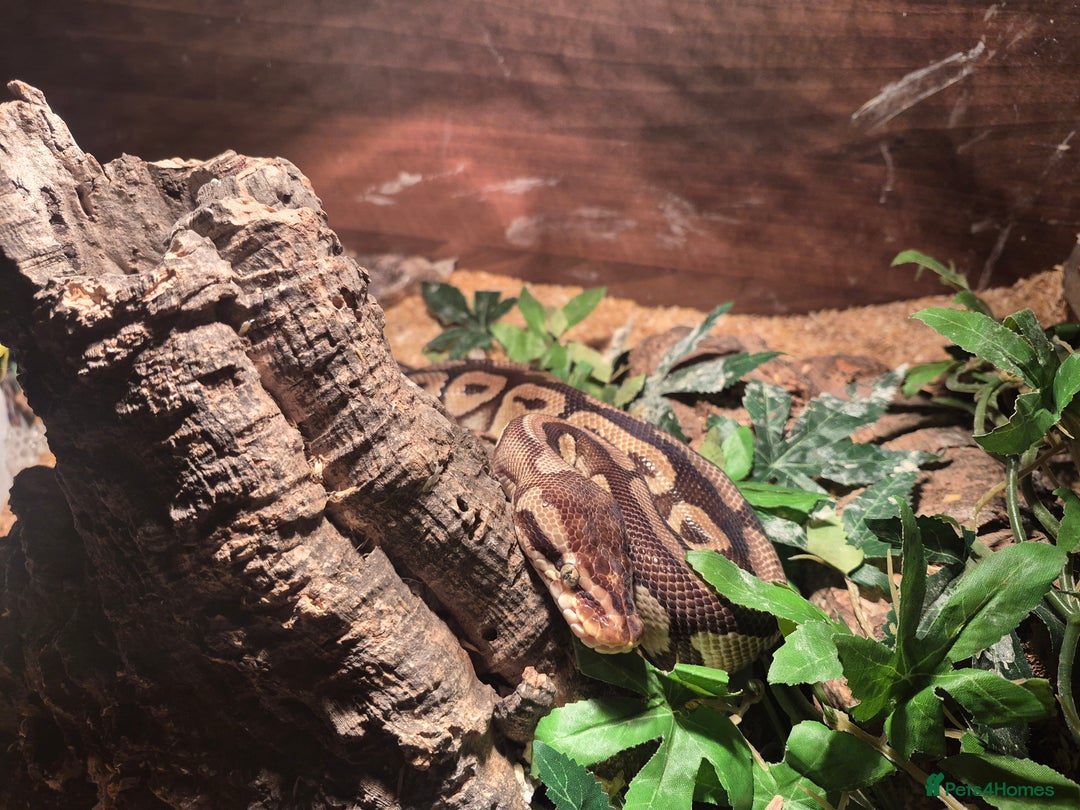 Python Snake reptiles for sale: Female specter royal python  - Image 4
