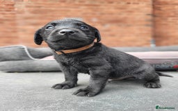 Labrador Retriever dogs for sale: Kc labrador puppies  - Image 2