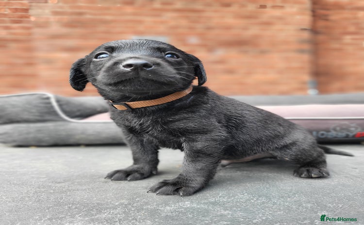 Labrador Retriever dogs - Advert 4