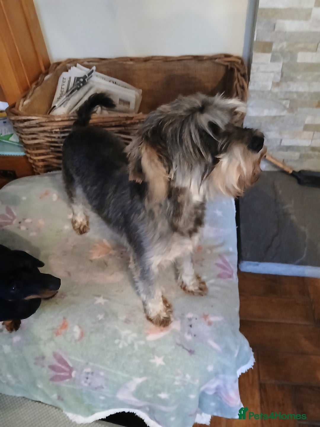 Miniature Schnauzer dogs for sale: Beautiful miniature schnauzer bitch. - Image 6