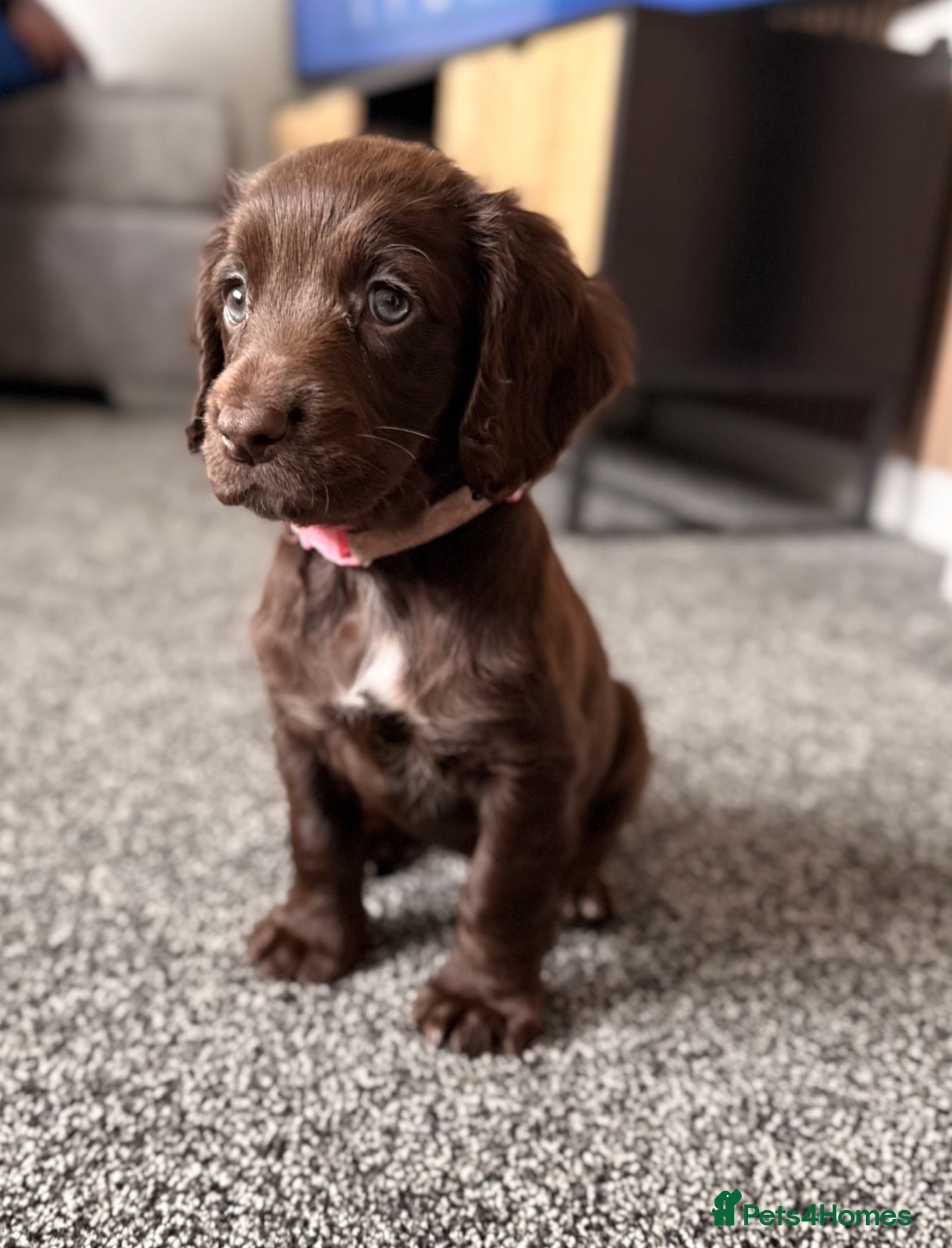 Cocker Spaniel dogs WCS 2 girls left, REDUCED - Advert 4
