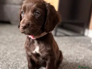 Cocker Spaniel dogs WCS 2 girls left, REDUCED - Advert 4