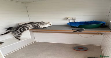 British Shorthair cats Silver Tabby British Shorthair  - Advert 5