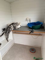 British Shorthair cats Silver Tabby British Shorthair - Advert 1