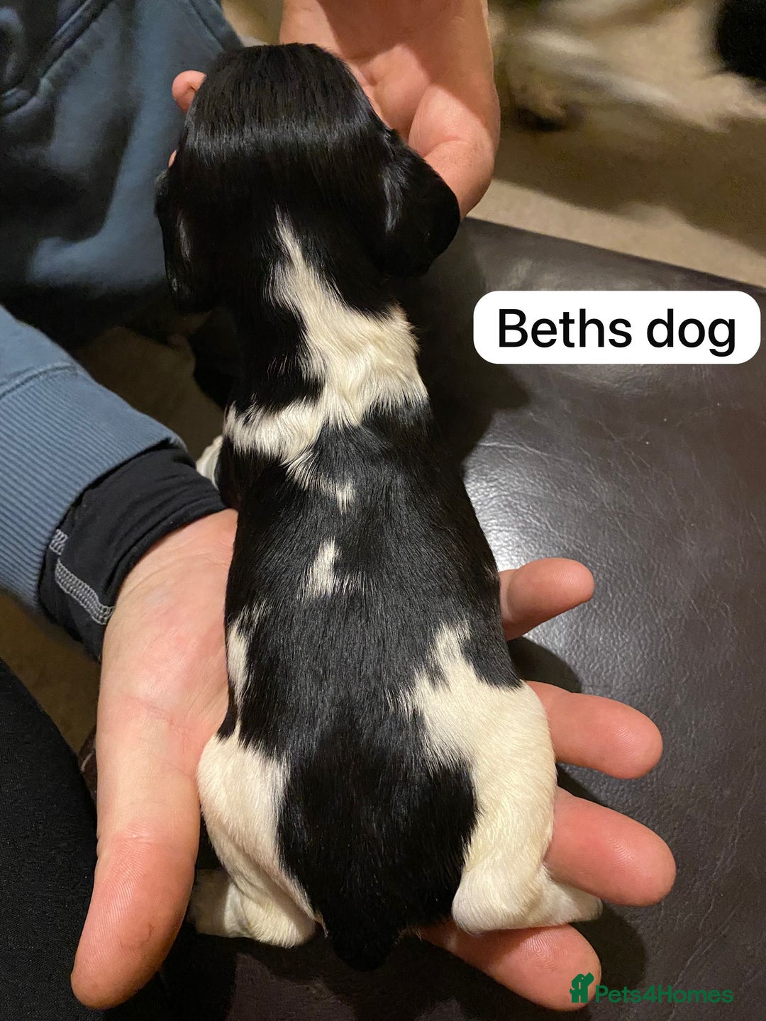 English Springer Spaniel dogs for sale: 6 Kc registered English springer spaniel pups  - Advert 10