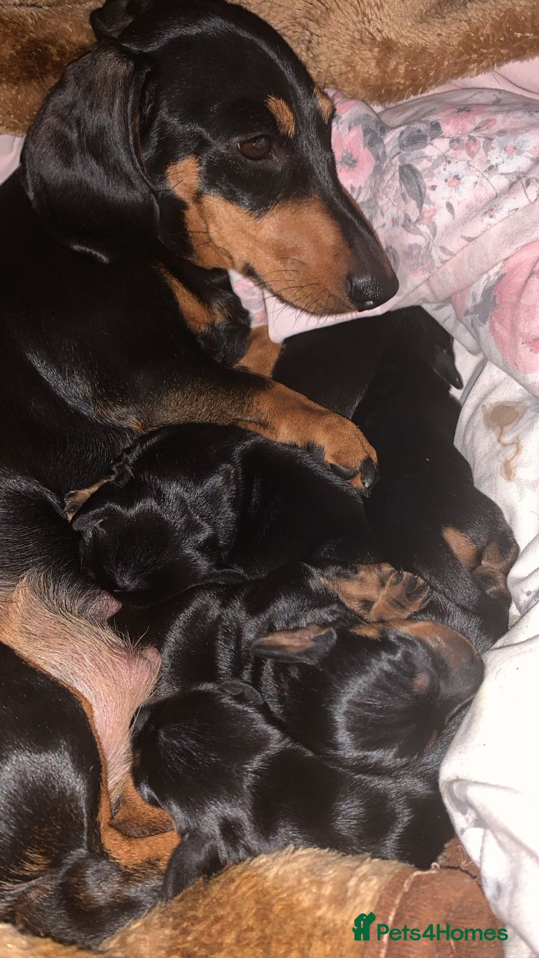 Miniature Dachshund dogs for sale: Our Little Dachshund Family - Advert 6