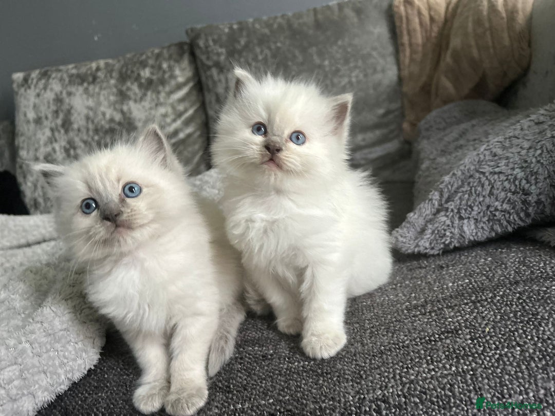 Ragdoll cats for sale: Stunning Ragdoll Kittens - Ready to leave - Image 9