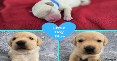 Labrador Retriever dogs - Advert 16