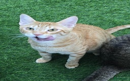 Mixed Breed cats for adoption: [Indoors Only] Lovely & affectionate Cuddlebugs - Image 4