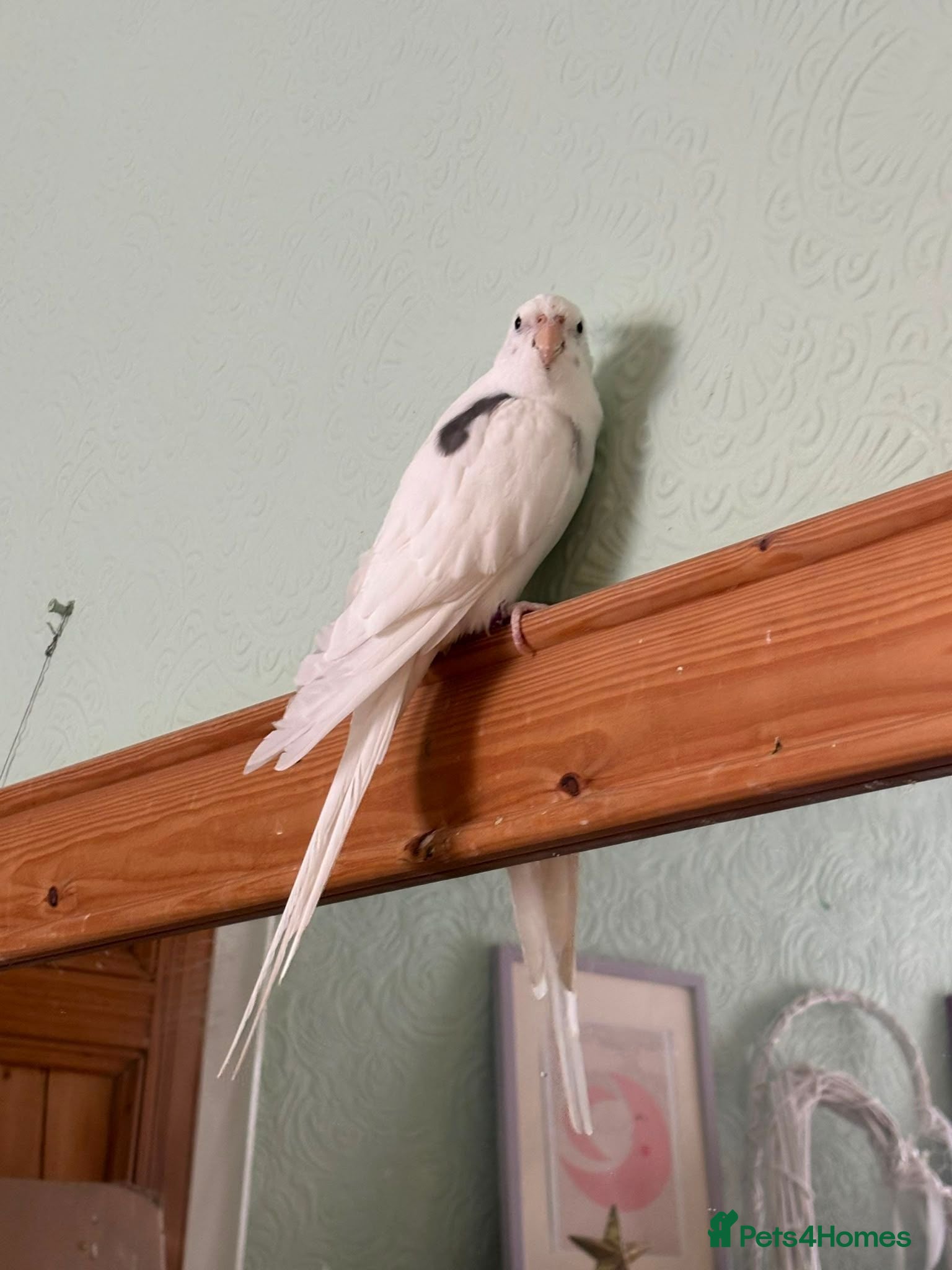 Cockatiels birds Tame Cockatiel for rehoming - Advert 4