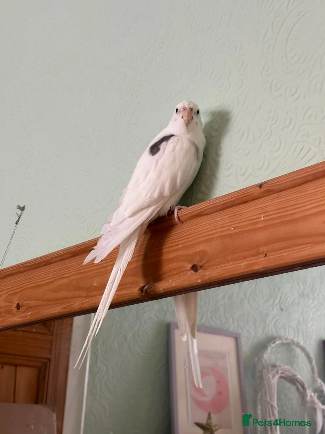 Cockatiels birds for sale: Tame Cockatiel for rehoming in Southport - Advert 1