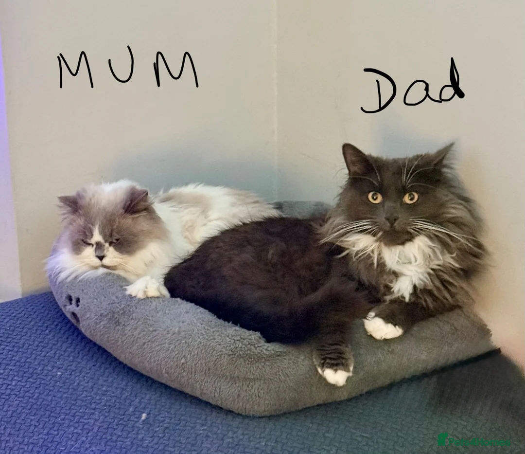 Persian cats for sale: Persian x kittens - Advert 16