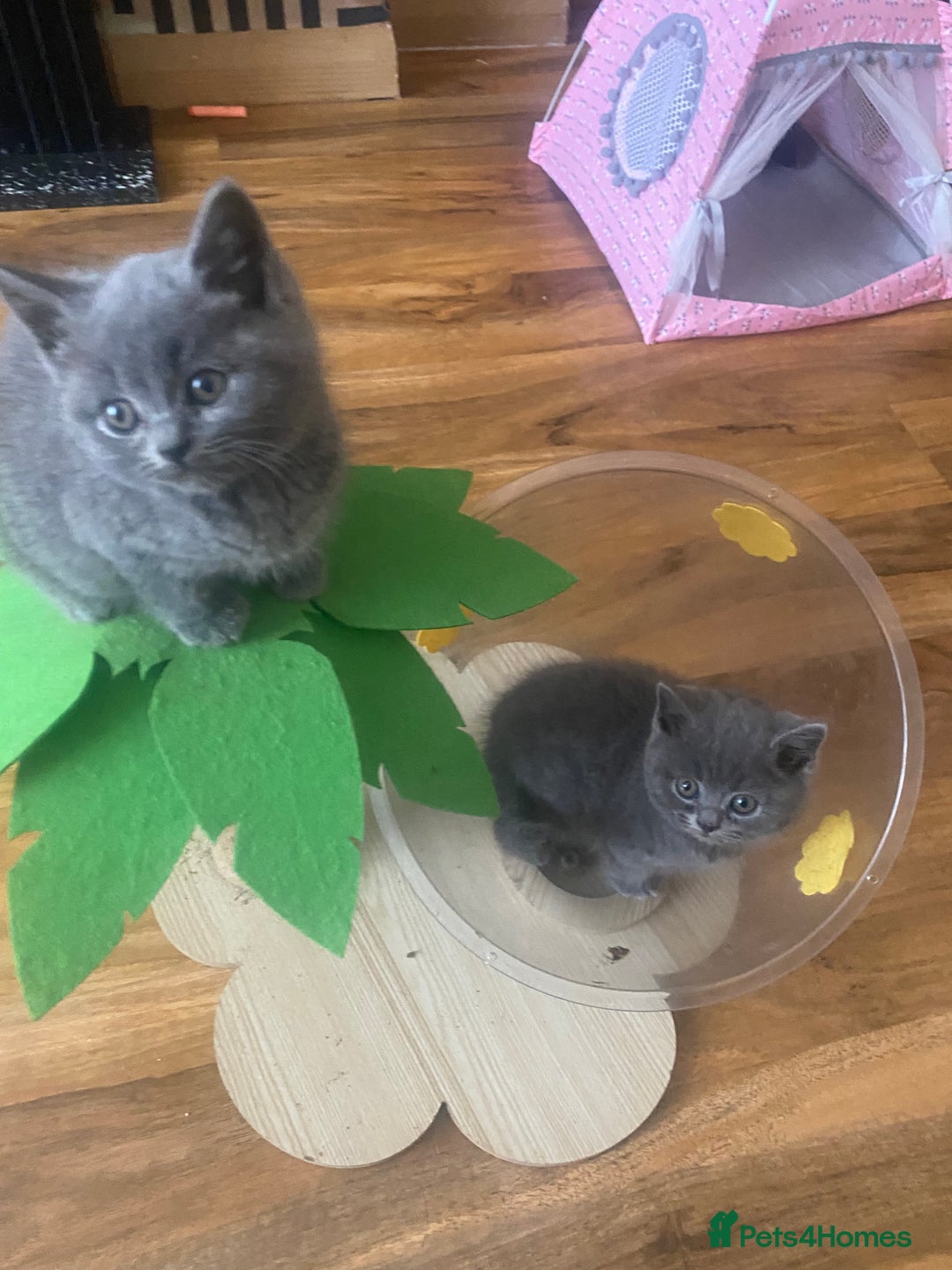 British Shorthair cats for sale: 6 British Shorthair Kittens - Perfect  **  4  ** ! - Advert 4