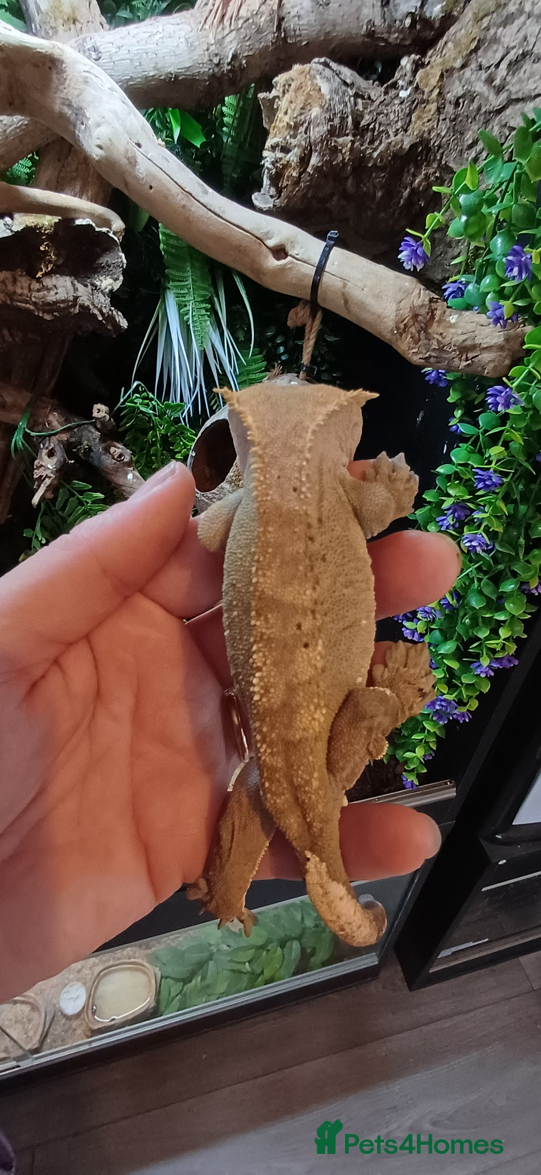 Gecko reptiles for sale: Breeding crested geckos and enclosure  - Image 3