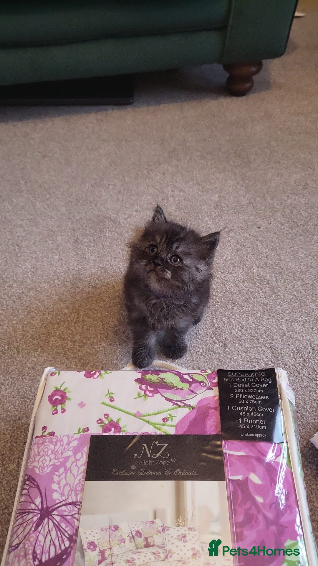 Ragcoon cats for sale: Beautiful girl Ragcoon  - Advert 2