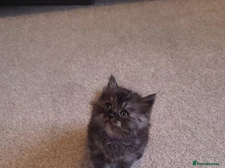 Ragcoon cats Beautiful girl Ragcoon - Advert 1