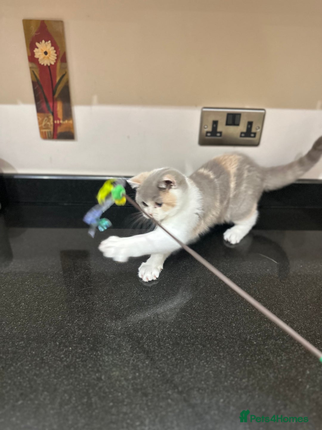 British Shorthair cats for sale: Lilac,Blue,BiColours & Colourpoint Registered  - Image 32