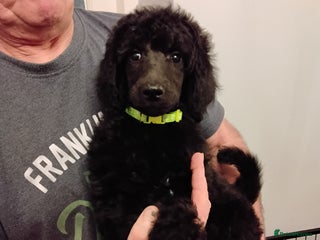 Standard Poodle dogs Beautiful black kc reg standard poodle puppies - Advert 11