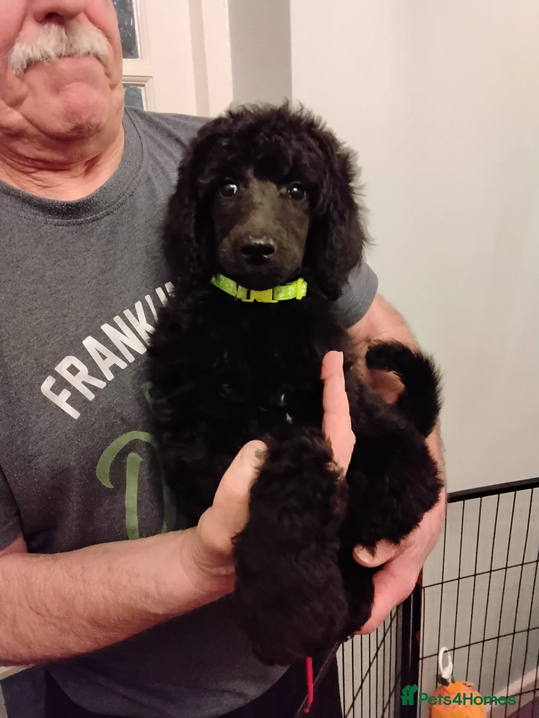 Standard Poodle dogs for sale: Beautiful blue kc reg standard poodle puppies - Advert 3
