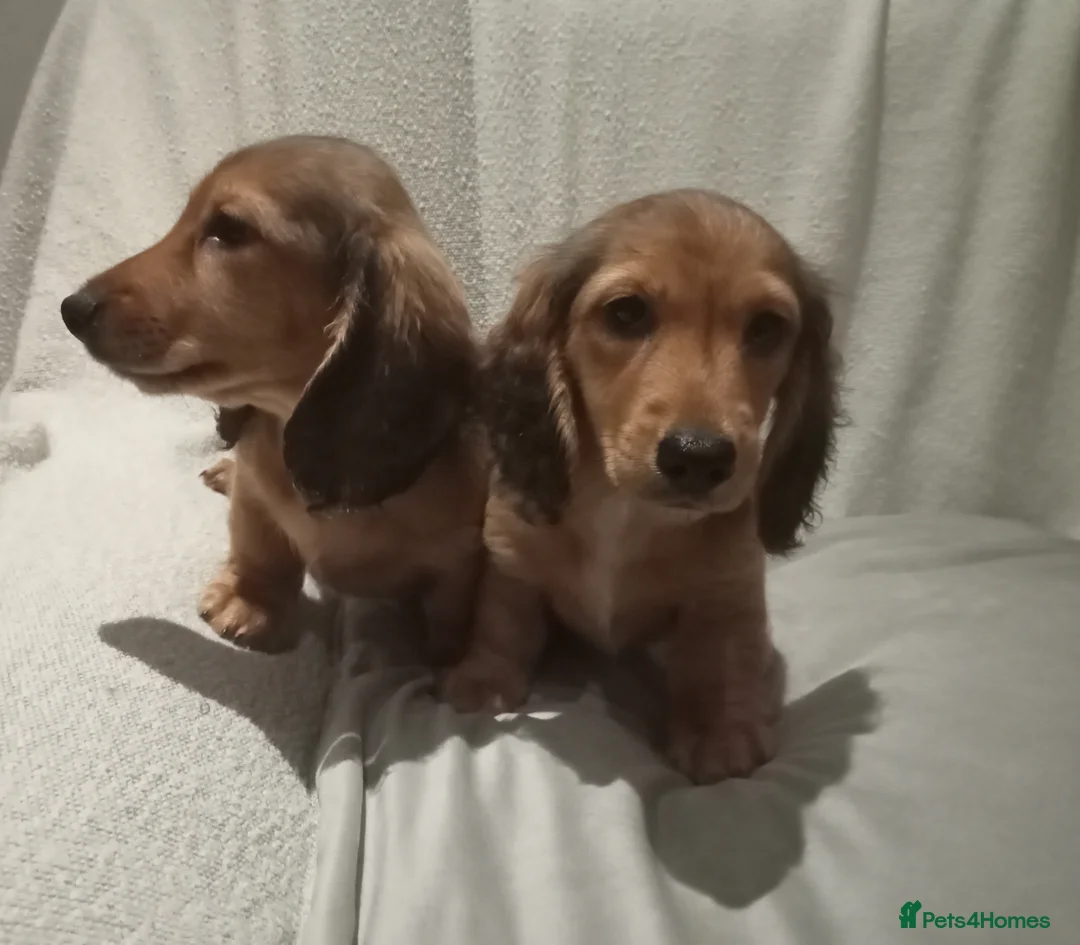 Miniature Dachshund dogs for sale: Miniature long haired dachshund puppies  in Omagh - Advert 2