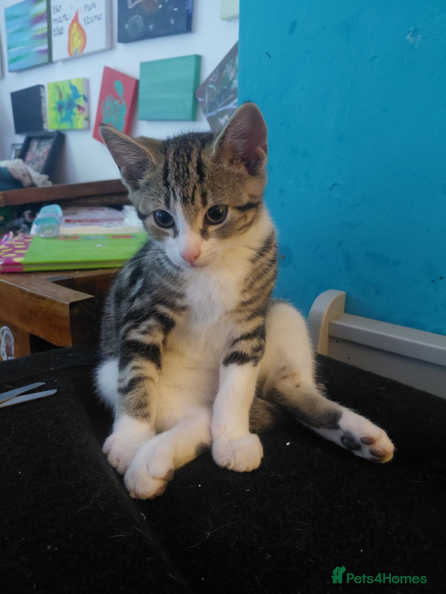 Mixed Breed cats Tabby Siberian mix - Advert 16