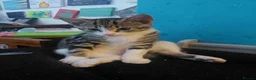 Mixed Breed cats for sale: Tabby Siberian mix - Advert 1