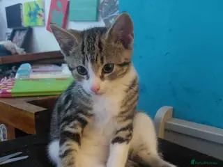 Mixed Breed cats Tabby Siberian mix - Advert 2