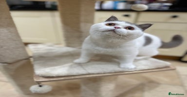British Shorthair cats - Advert 15