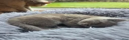 Scottish Fold cats for sale: Kittens Scottish lilac and blue fold fluffy boys in Nottingham - Advert 22