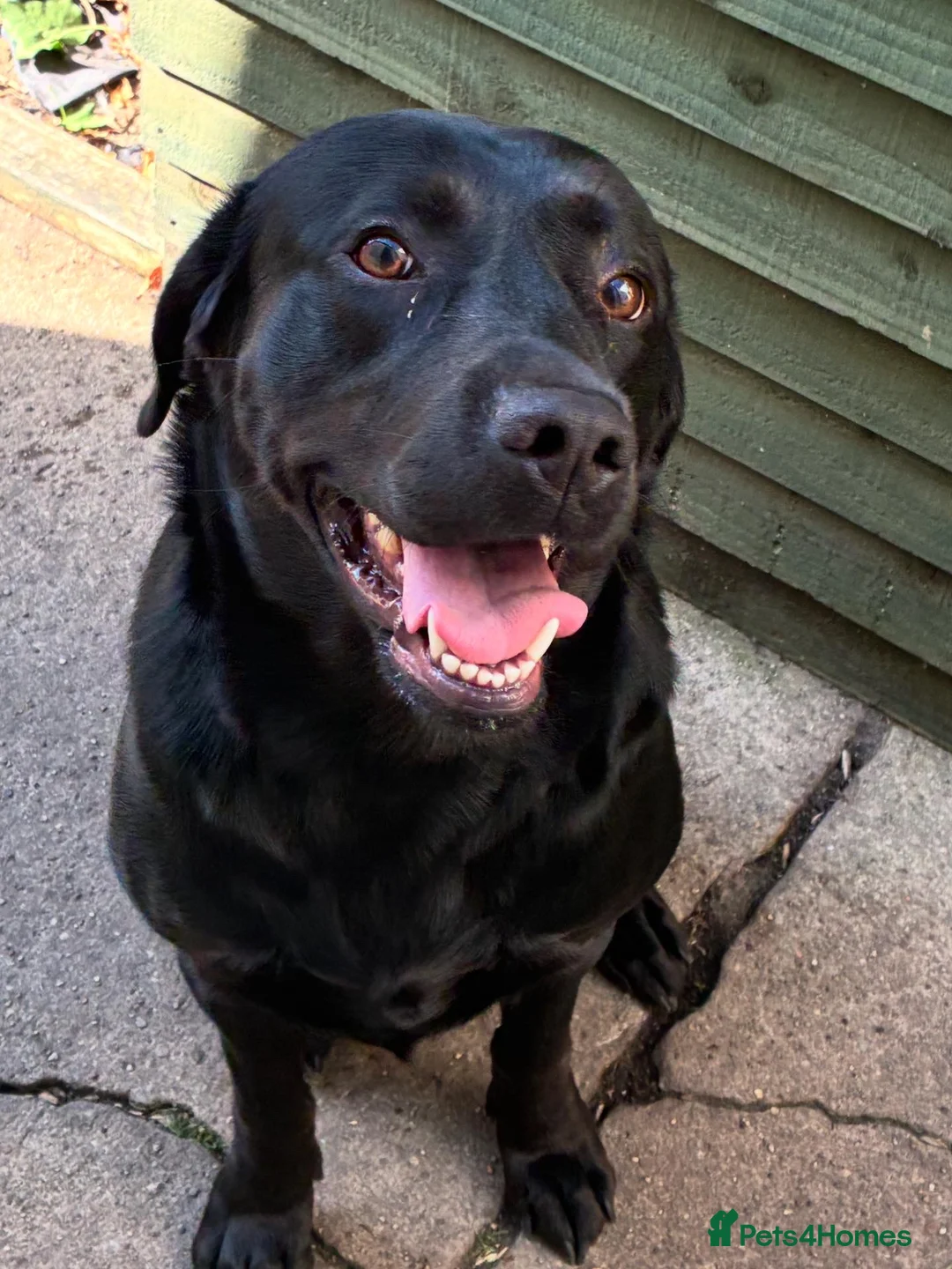 Labrador Retriever dogs for sale: 2 year old black Labrador  in Lowestoft - Advert 6