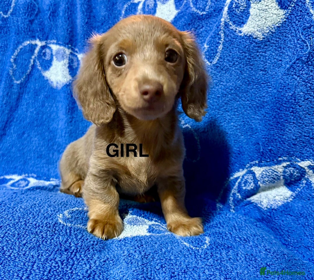 Dachshund dogs for sale: Dachshunds  - Image 9