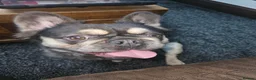 French Bulldog dogs for stud: Fluffy french bulldog in Brigg - Advert 4