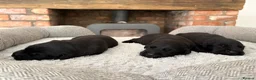 Labrador Retriever dogs for sale: Health Tested IGL Champion Bred Labrador Puppies  - Advert 11