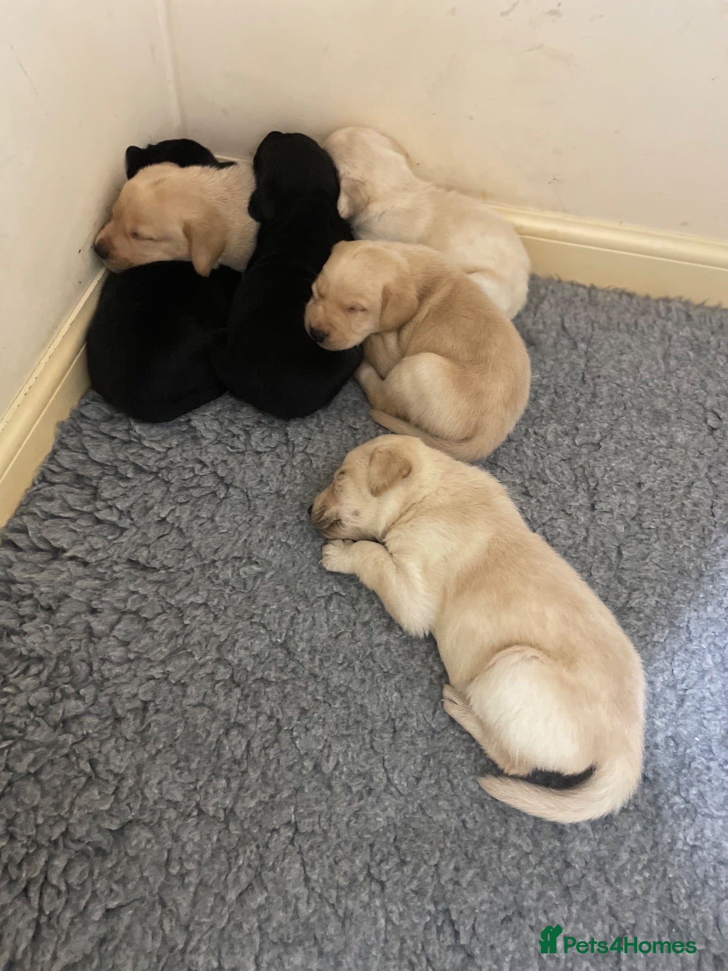 Labrador Retriever dogs Labrador Puppies  - Advert 1