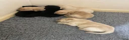 Labrador Retriever dogs for sale: Labrador Puppies  - Advert 1