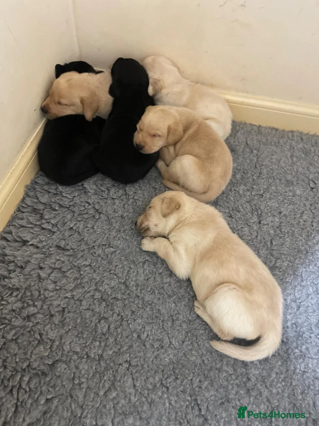 Labrador Retriever dogs for sale: Labrador Puppies  - Advert 1