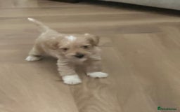 Schnoodle dogs for sale: 5 Adorable Schnoodle Puppies ❤️🩷💚💙🧡 - Image 31