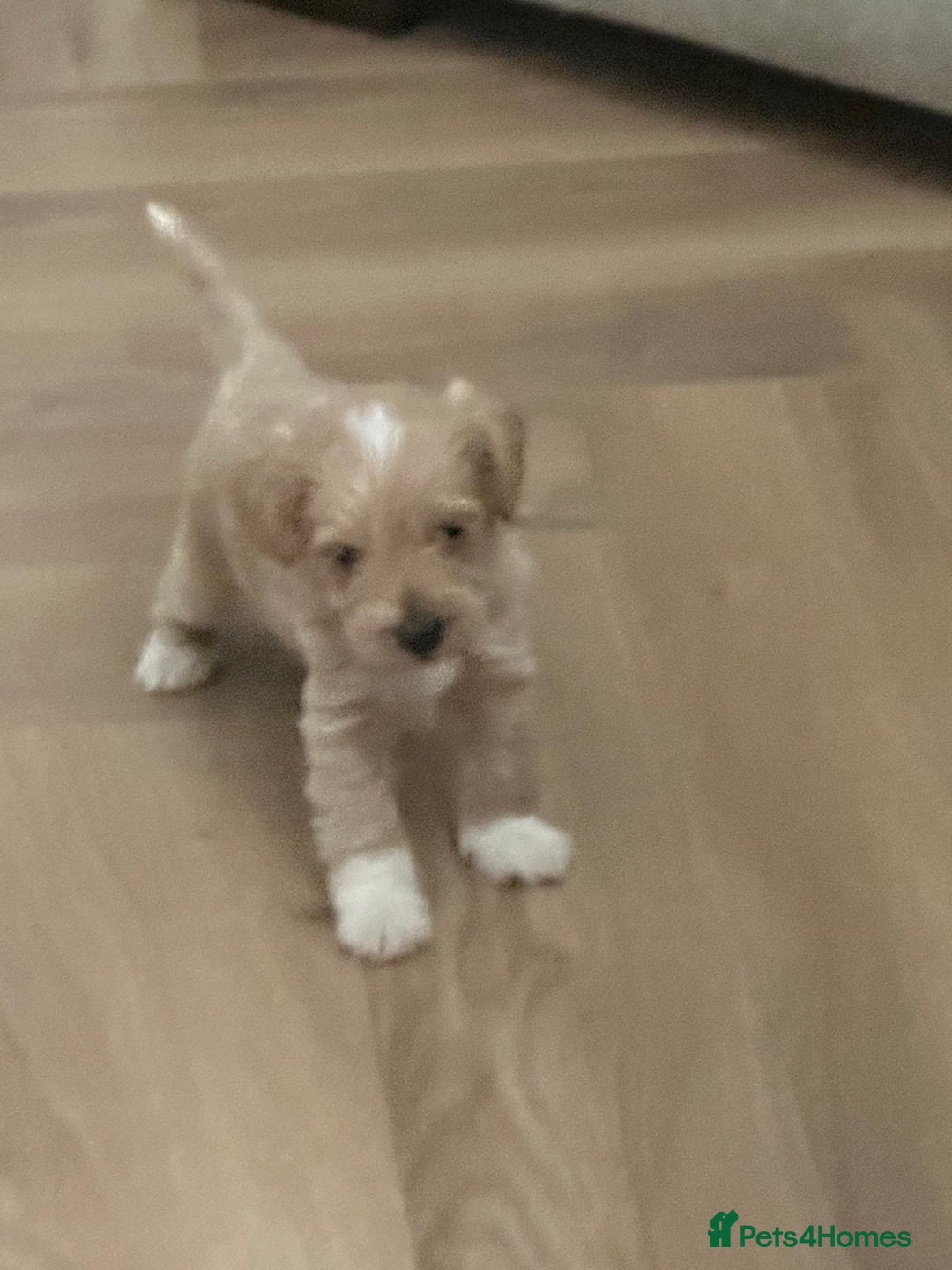 Schnoodle dogs for sale: 5 Adorable Schnoodle Puppies ❤️🩷💚💙🧡 - Image 31