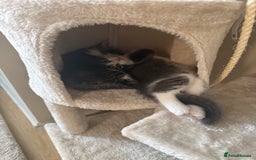 Mixed Breed cats for sale: Two lovely boys - Image 19