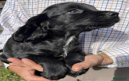 Sprocker dogs for sale: Beautiful Litter of Sprocker Spaniel Puppies - Image 2